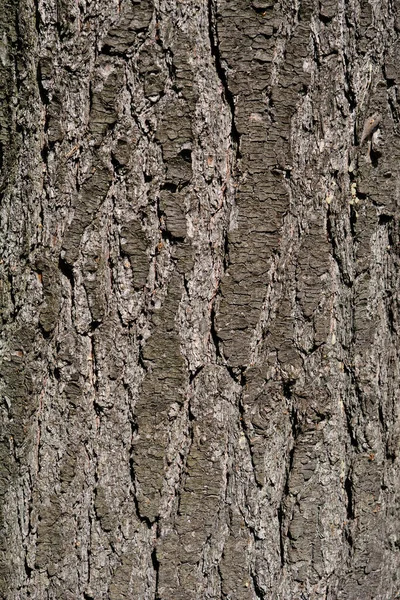 Östlig Vit Bark Latinskt Namn Pinus Strobus — Stockfoto