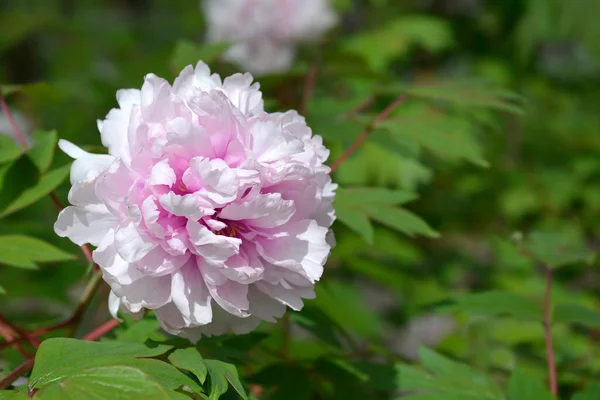 Tree Peony Pink Flower Latin Name Paeonia Suffruticosa — Stock Photo, Image