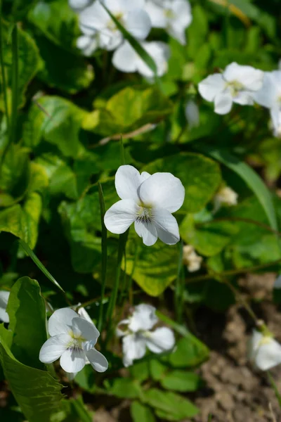 Fioletowy Kwiat Białego Drewna Nazwa Łacińska Viola Sororia Albiflora — Zdjęcie stockowe