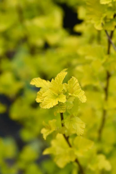 Ninebark Angel Gold Leaves Lateinischer Name Physocarpus Opulifolius Angel Gold — Stockfoto