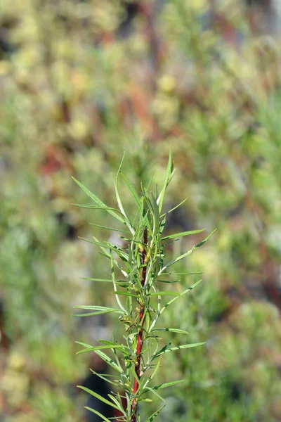 Rosemary Leaved Willow Branch Latin Name Salix Rosmarinifolia — Stock Photo, Image