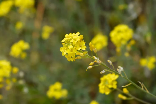 Желтые Цветы Латинское Название Alyssum Murale — стоковое фото
