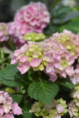 Fransız ortanca çiçekleri - Latince adı - Hydrangea makrophylla