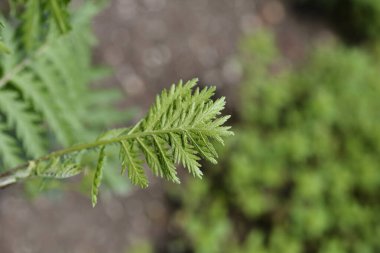 Tanasetum vulgare - Latince adı