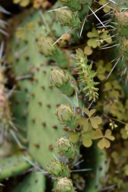 Doğu Dikenli Armut çiçek tomurcukları - Latince adı - Opuntia nem fusa