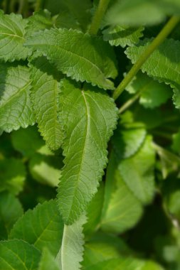 Yaygın yeşil yapraklar - Latince adı - Stachys officinalis