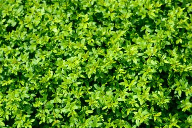 Yasemin yaprakları - Latince adı - Jasminum nudiflorum