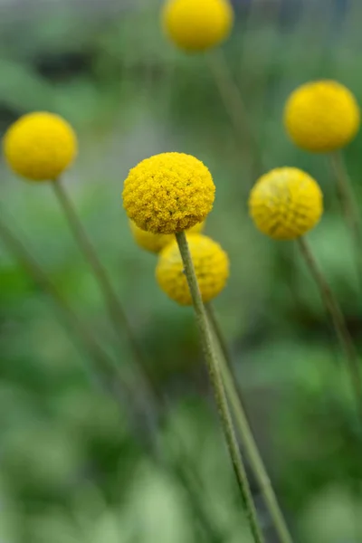 Golden Billy Buttons Flowers Latin Name Pycnosorus Globosus — Stock Photo, Image