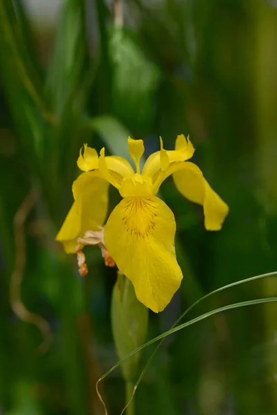 Желтый Цветок Радужки Латинское Название Iris Pseudacorus — стоковое фото
