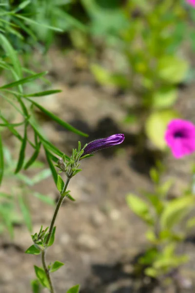 Violet Petunia Flower Bud Латинское Название Petunia Intefrifolia — стоковое фото