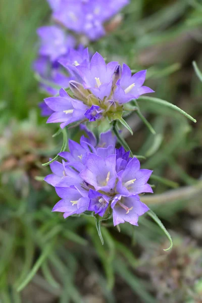 Flores Sinos Pastosos Nome Latino Edraianthus Tenuifolius — Fotografia de Stock