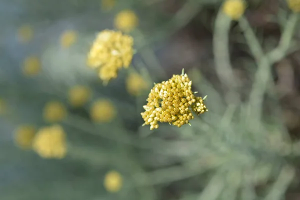 Italian Everlasting Yellow Flower Buds Latin Name Helichrysum Italicum — Stock Photo, Image