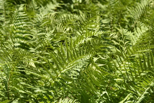 一般的なオスシダの葉 ラテン名 Dryopteris Filix Mas — ストック写真