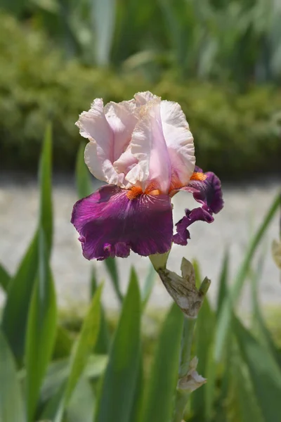 Tall Bearded Iris Color Splash Flower Latin Name Iris Barbata — Stock Photo, Image