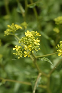 Türk roket çiçekleri - Latince adı - Bunias orientalis