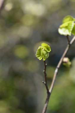 Latince adı Tilia Cordata Greenspire olan küçük yapraklı yeşil limon dalı