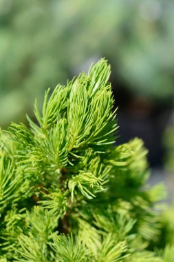 Cüce Alberta ladin Conica Aralık - Latince adı Picea glauca Conica Aralık