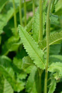 Yaygın yeşil yapraklar - Latince adı - Stachys officinalis