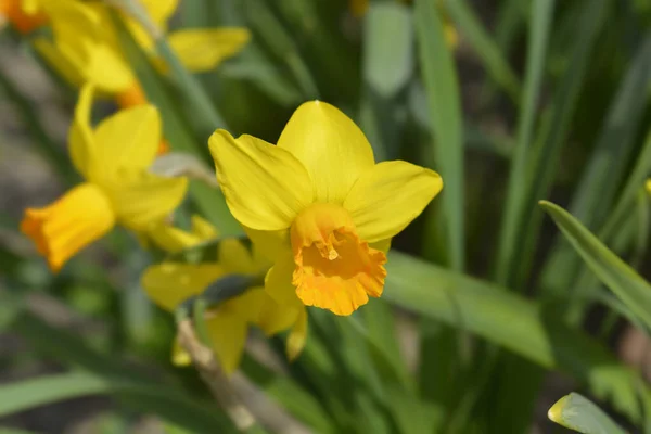 Daffodil Jetfire Flower Latin Name Narcissus Jetfire — Stock Photo, Image