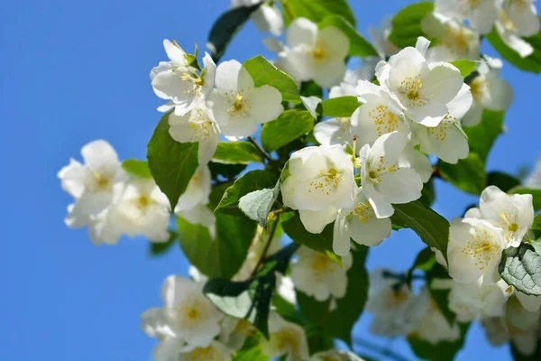 stock image Sweet mock orange branch with flowers - Latin name - Philadelphus coronarius