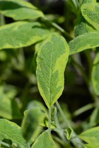 Liście Szałwii Złotej Nazwa Łacińska Salvia Officinalis Icterina — Zdjęcie stockowe