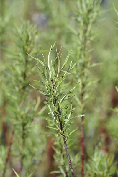 Κλαδί Ιτιάς Φύλλα Δεντρολίβανου Λατινική Ονομασία Salix Rosmarinifolia — Φωτογραφία Αρχείου