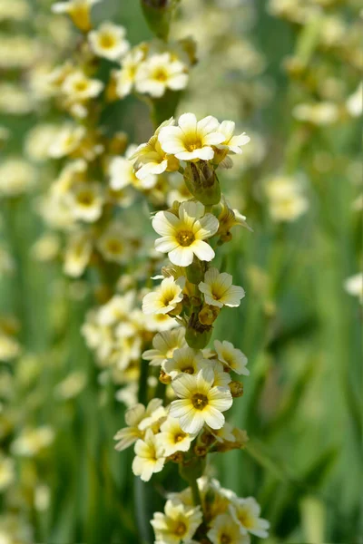 Pale Yellow Eyed Grass Flowers Latin Name Sisyrinchium Striatum — Stock Photo, Image