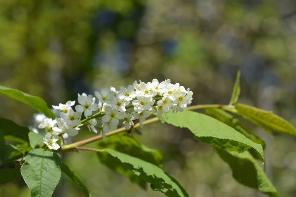 Madárcseresznye Fehér Virágokkal Latin Név Prunus Padus — Stock Fotó