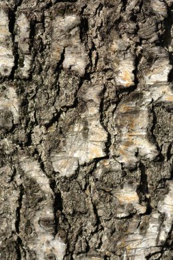 Genel huş ağacı kabuğu detayı - Latince adı - Betula pendula