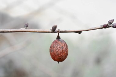 Meyveli bir mendil dalı - Latince adı Davidia involucrata var. Vilmoriniana