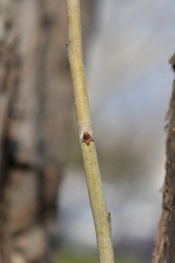 Tomurcuklu Hawthorn şubesi - Latince adı - Crataegus laevigata