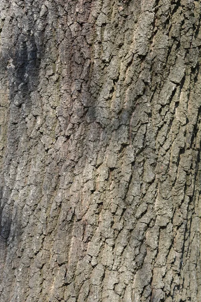 Détail Écorce Chêne Anglais Nom Latin Quercus Robur — Photo