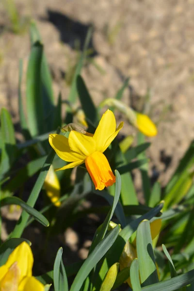 Daffodil Jetfire Flower Latin Name Narcissus Jetfire — Stock Photo, Image
