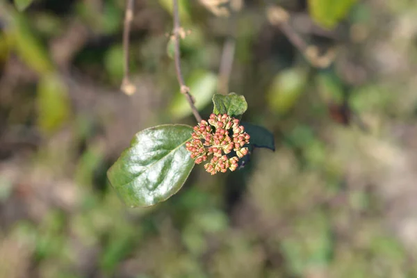 Korean Spice Viburnum Branch Flower Buds Latin Name Viburnum Carlesii — Stock Photo, Image