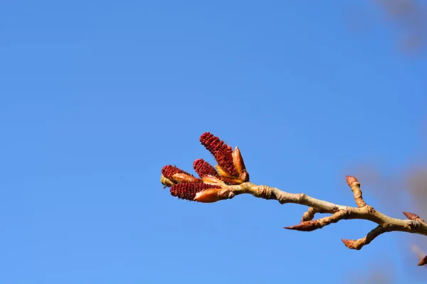 青い空に対して花ロンバルディアポプラの枝 ラテン語名 ポプラNigra Var イタリカ — ストック写真