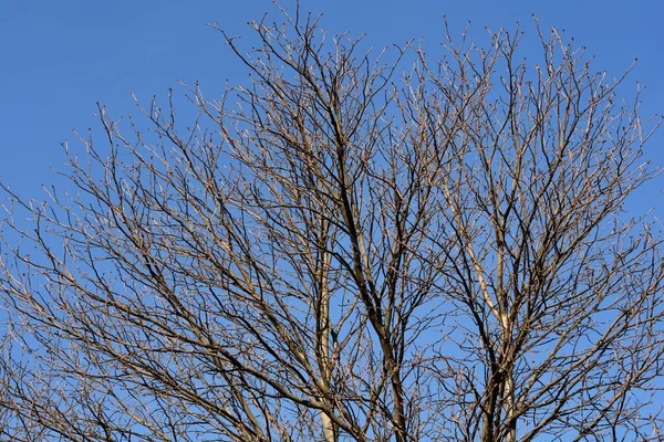 红马栗树枝条 芽在蓝天的映衬下生长 拉丁文名 Esculus Carnea — 图库照片