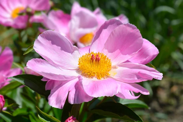Flores Peônia Perfumadas Rosa Nome Latino Paeonia Lactiflora — Fotografia de Stock