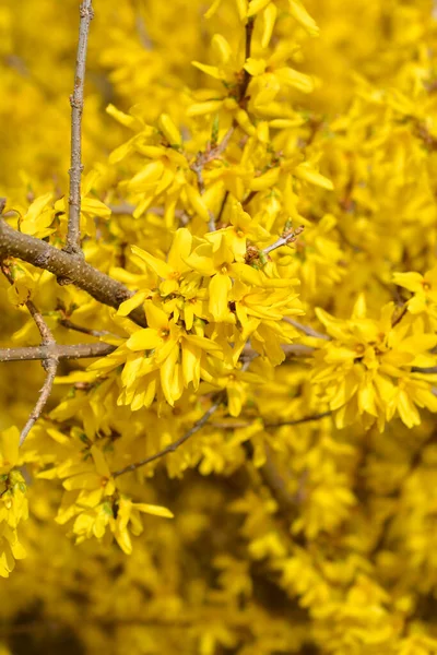 Pláč Forsythia Žluté Květy Latinský Název Forsythia Suspensa — Stock fotografie