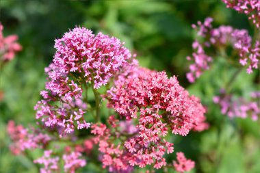 Kırmızı kediotu çiçekleri - Latince adı - Centranthus ruber
