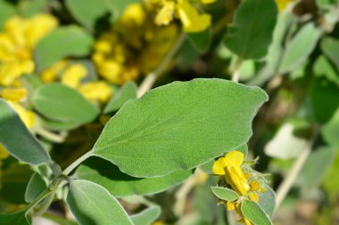 Kudüs adaçayı yaprağı ve sarı çiçek - Latince adı - Phlomis fruticosa