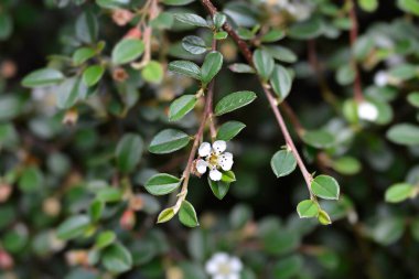 Bearberry cotoneaster Radyasyonları beyaz çiçekle çalkalanıyor - Latince adı - Cotoneaster dammeri Radicans