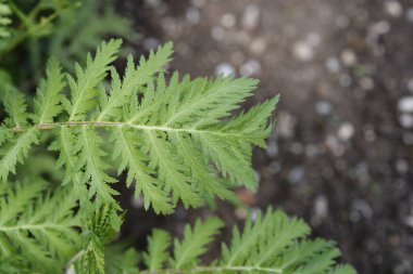 Tansi yaprakları - Latince adı - Tanasetum vulgare