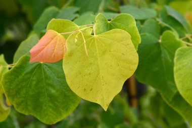 Doğu Kızıltomurcuk Yeni Yapraklı Doğan Güneş Şubesi Latince adı Cercis Kanadensis Doğan Güneş
