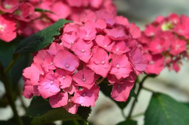 Fransız ortanca çiçekleri - Latince adı - Hydrangea makrophylla