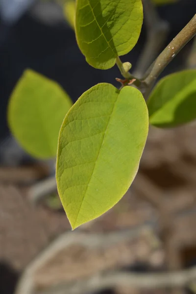 Gałąź Magnolii Zielonymi Liśćmi Nazwa Łacińska Magnolia Sieboldii — Zdjęcie stockowe