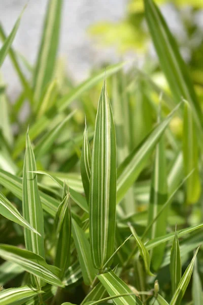 Dwarf White Striped Bamboo Leaves Latin Name Pleioblastus Fortunei Variegata — Stock Photo, Image