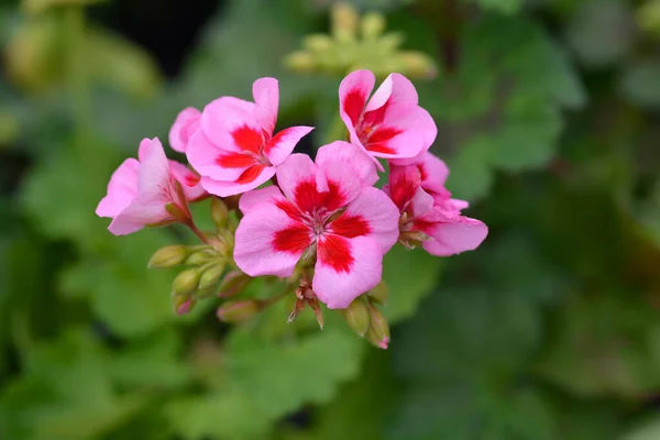 Röd Hästsko Pelargonium Rosa Och Röda Blommor Latinskt Namn Pelargonium — Stockfoto