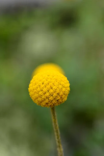 Złote Przyciski Kwiat Łacińska Nazwa Pycnosorus Globosus — Zdjęcie stockowe