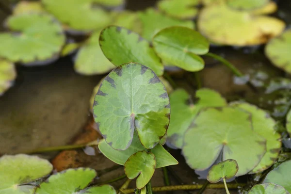 Yellow Floating Heart Leaves Latin Name Nymphoides Peltata — Stock Photo, Image