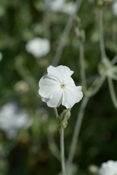 White Rose Campion Flower Latin Name Silene Coronaria Alba — Stock Photo, Image